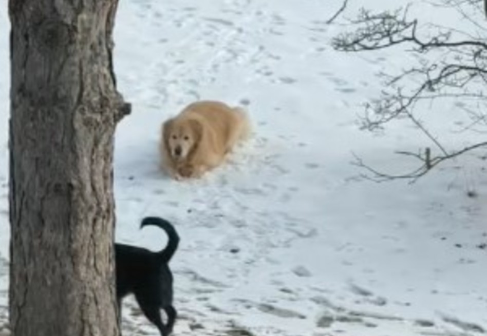 Esta es la tierna razón por la que el perro del vecino no dejaba de ladrar (video)