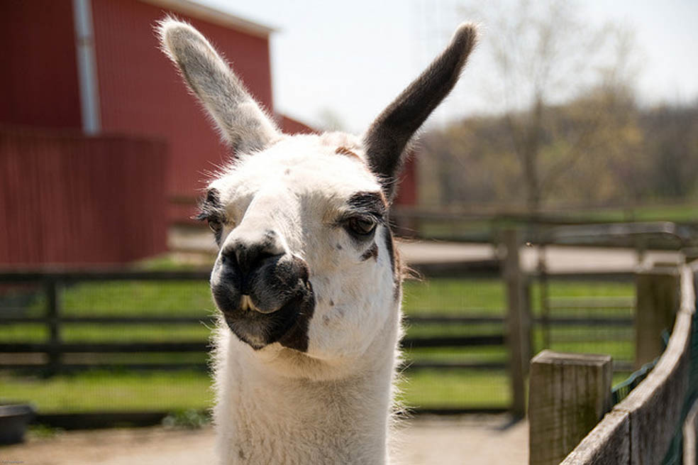 Llamas, ¿el secreto contra el Sida?