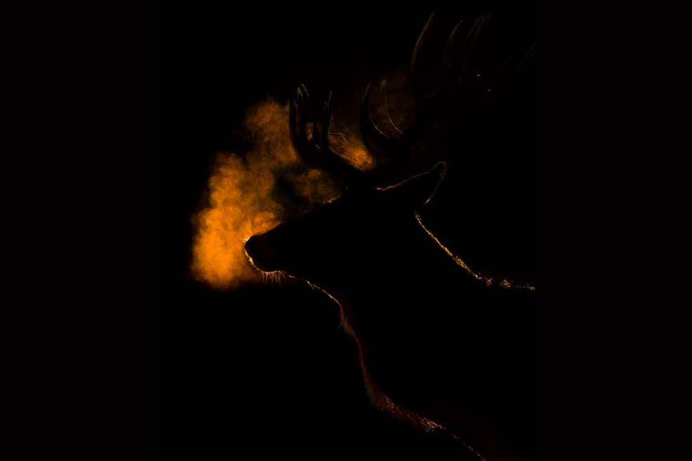 Ganador: 16-18 años

Llevaba tiempo buscando esta imagen. Aquí, todo encajó: el ciervo, la luz, la posición. El contorno dorado envuelve al individuo en misterio, al tiempo que mantiene su silueta icónica.
