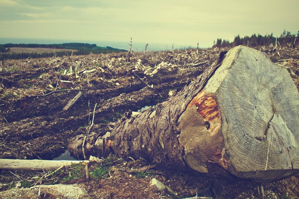 Con 70 mil firmas pedirán al Congreso que cambie la meta de deforestación del PND