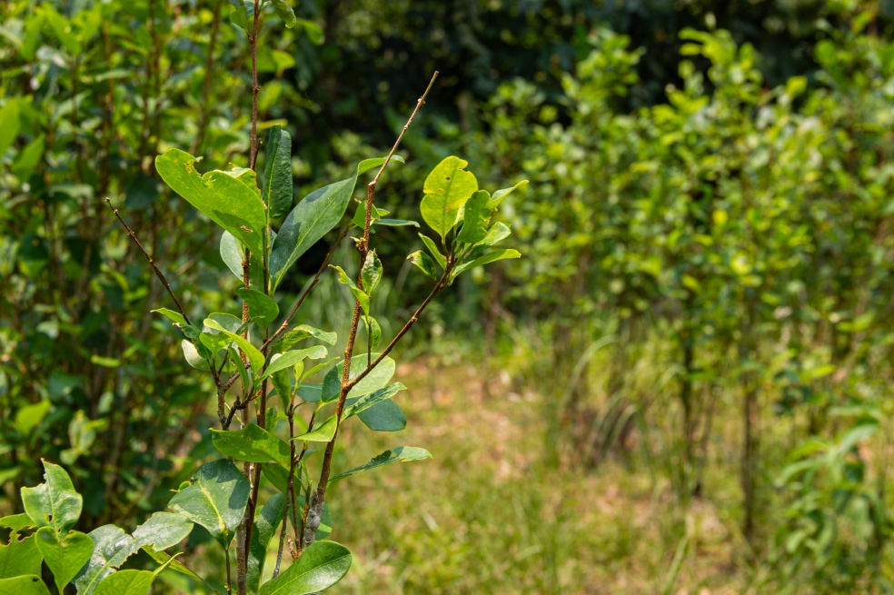 Cultivos de coca en el departamento de Guaviare.