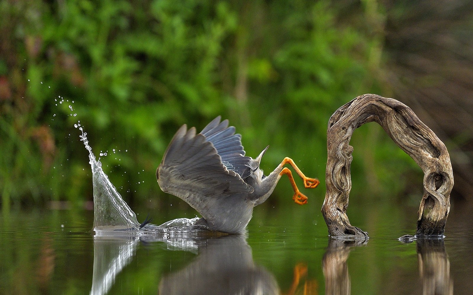 Unexpected plunge. La foto de esta garza fue tomada por el italiano Vittorio Ricci en la reserva privada de caza Zimanga de Sudáfrica. “Un final inusual y casi miserable de un momento perfecto, previamente preparado, para una pesca exitosa”, dijo.