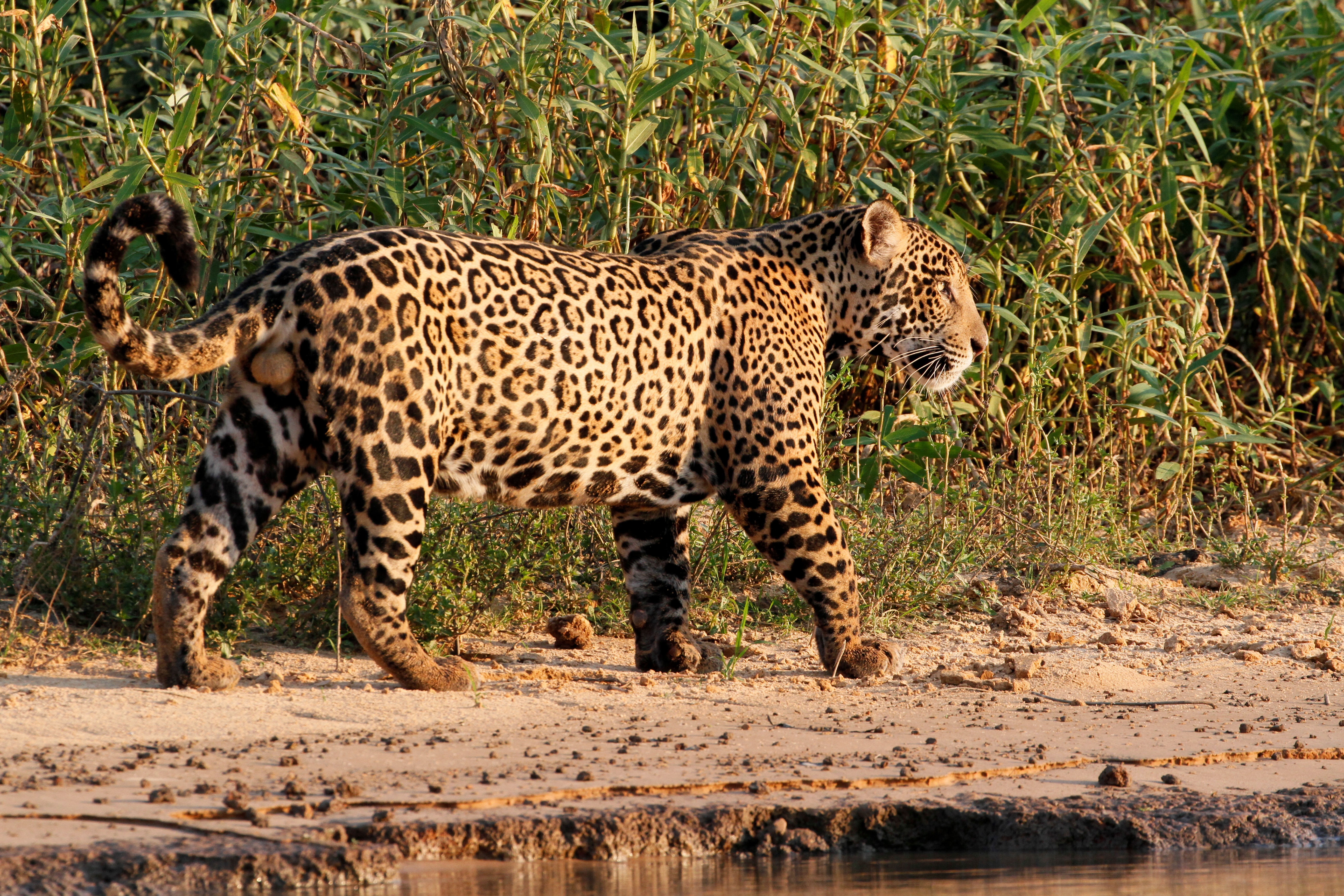 El Corredor Jaguar está transformando la sostenibilidad en el continente 
