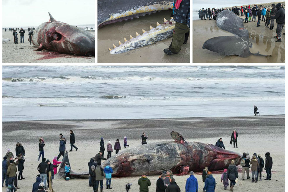 Dos ballenas quedaron varadas en una playa de Dinamarca