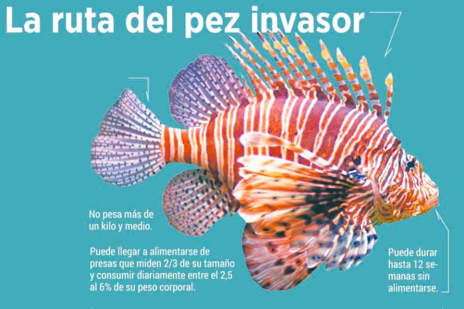 La ruta del pez invasor