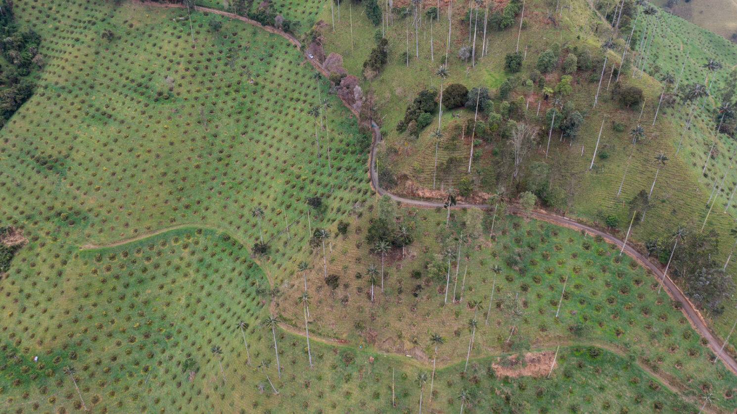 Lo que hay detrás de las 35.000 hectáreas cultivadas de aguacate hass