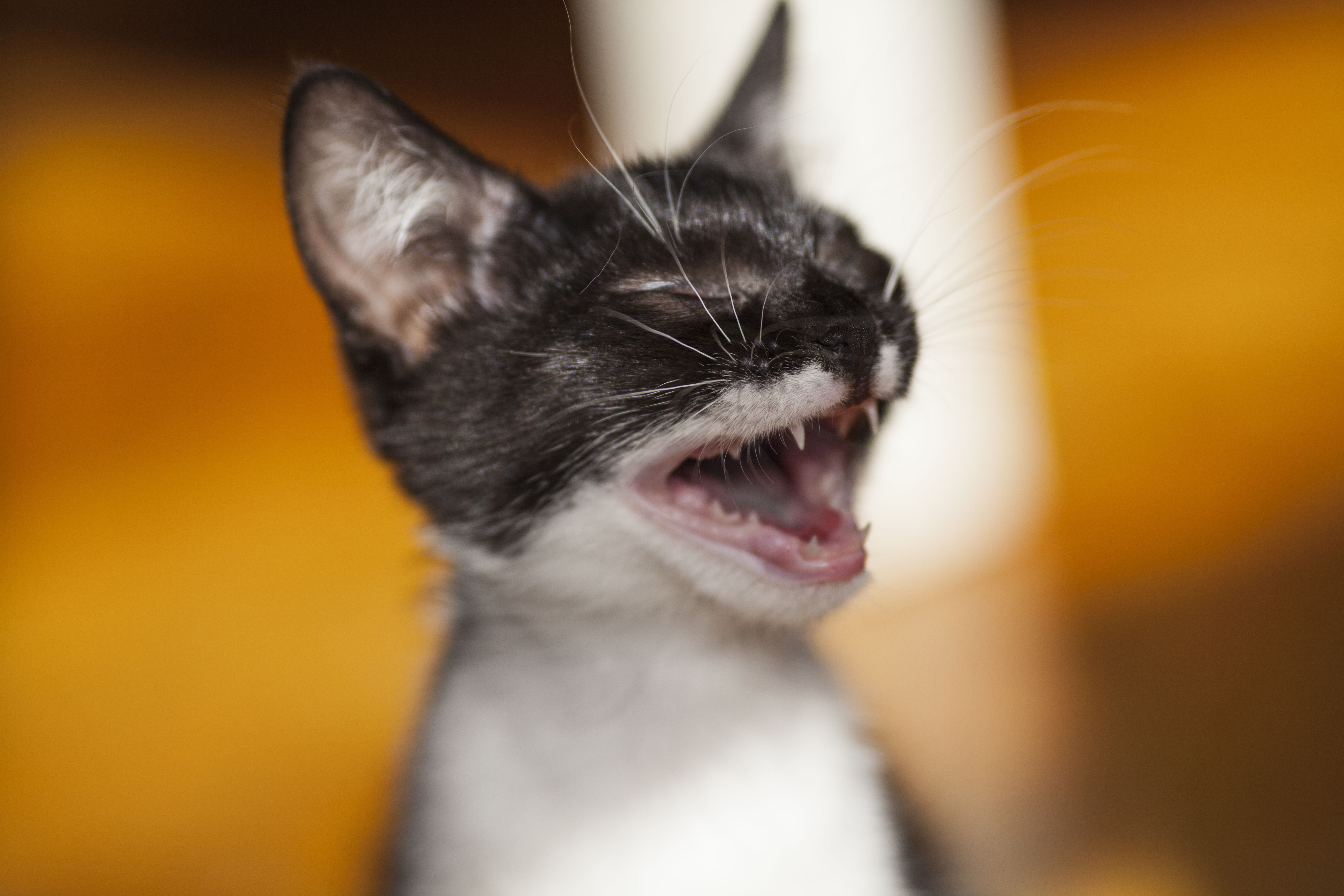 ¿Por qué mi gato llora cuando me ve?