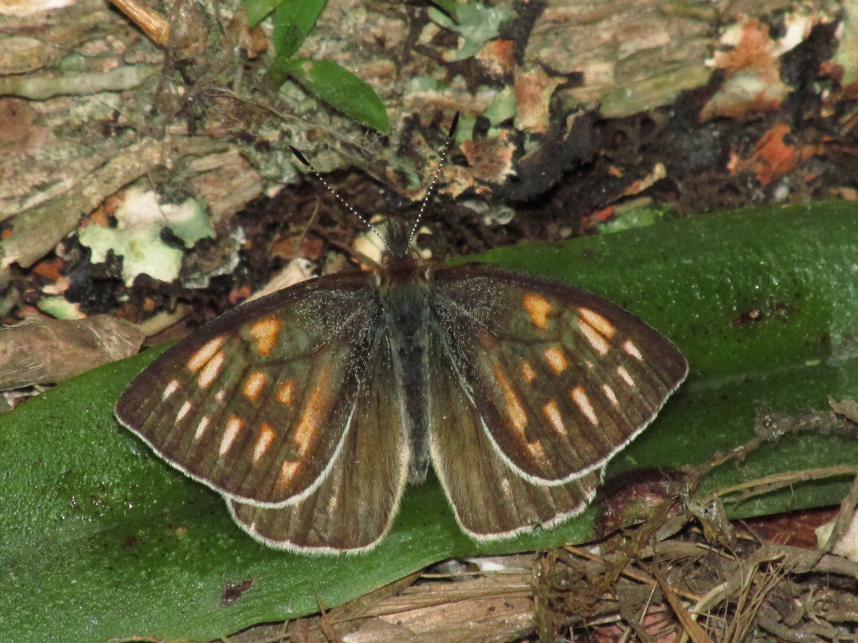 Esta especie es endémica de las montañas más altas en la parte norte de la Cordillera Occidental, y se ha reportado en las localidades de Farallones de Citará y el Páramo de Frontino en Antioquia.