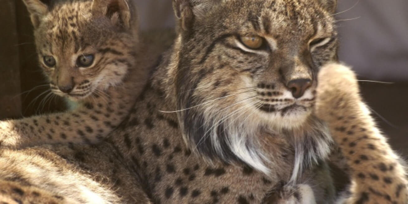 Fallece la primera hembra lince ibérico en dar a luz en cautiverio