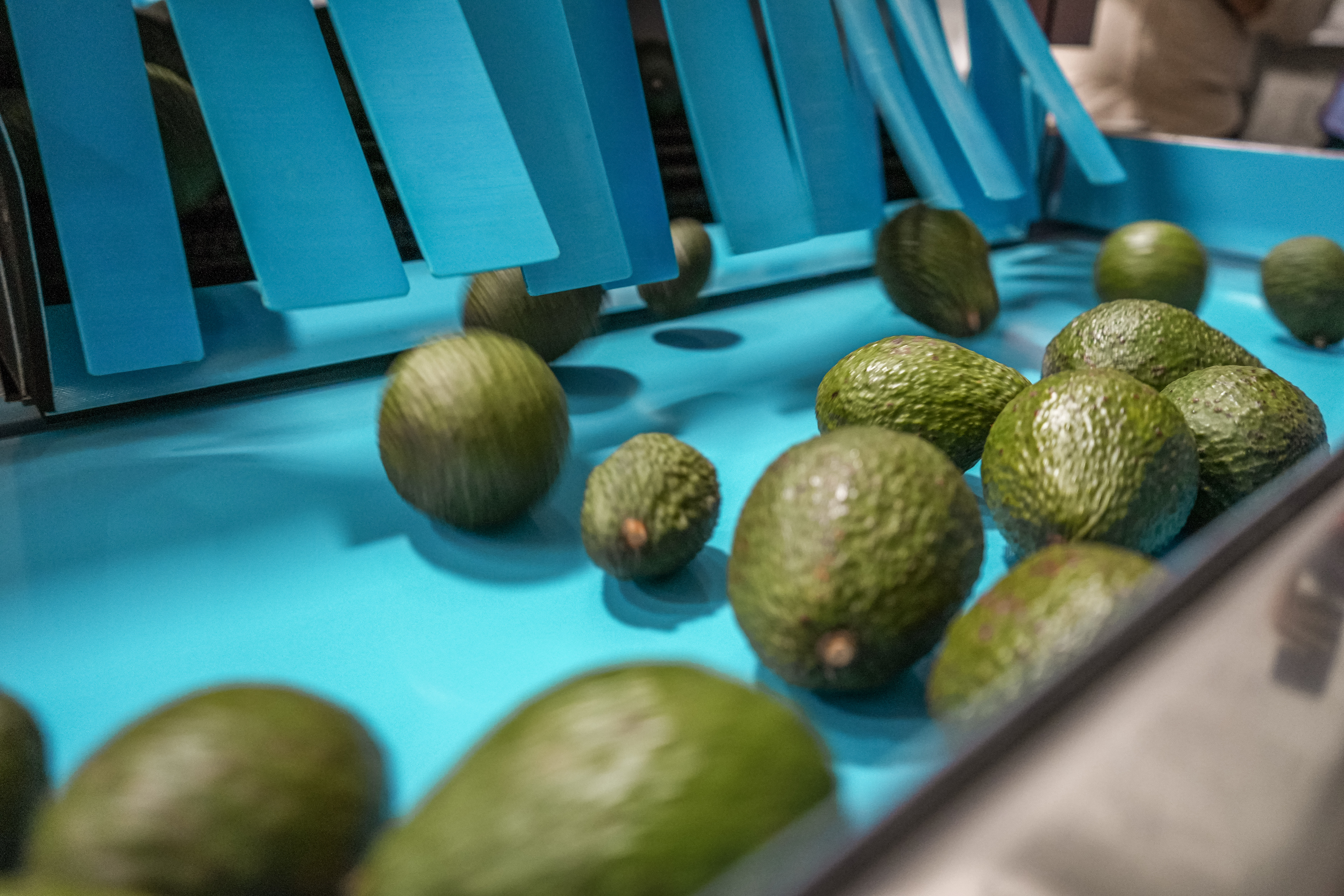 La buena perspectiva del aguacate Hass colombiano