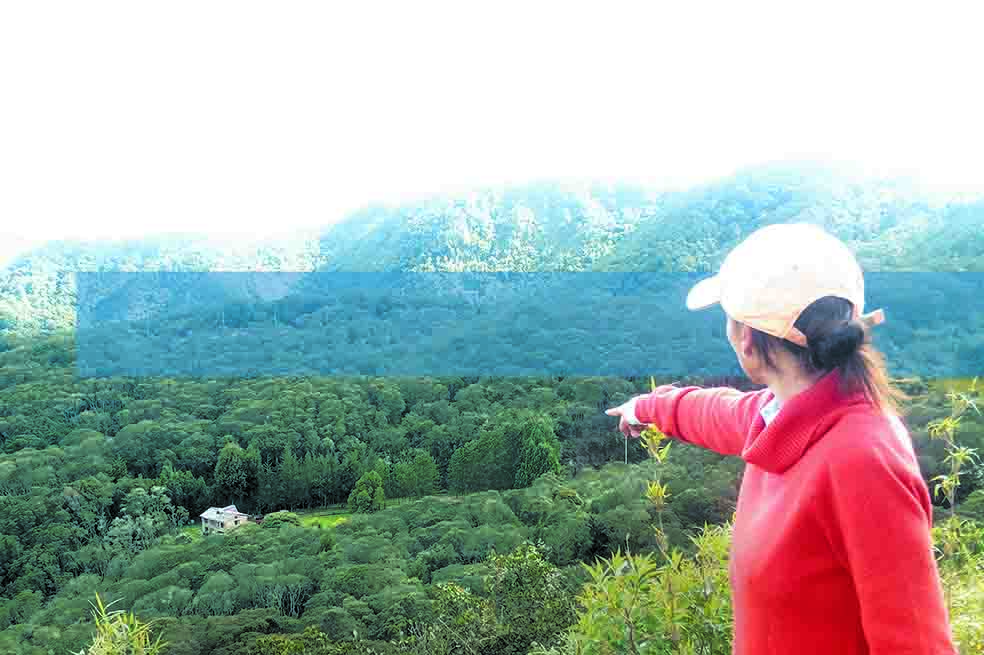 Bosque en el sector de Floresta de La Sabana, en el extremo norte de los cerros orientales de Bogotá. / Verónica Téllez Oliveros