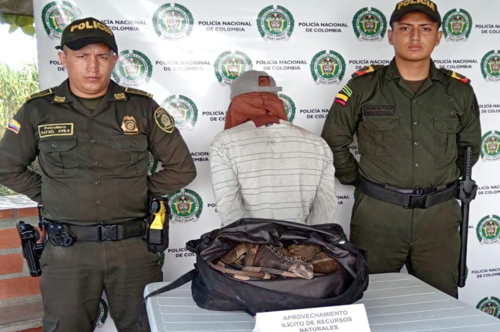 Capturan a hombre que presuntamente mataba iguanas en Palestina, Caldas