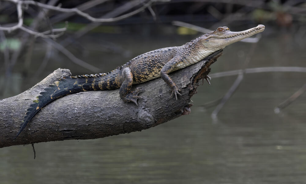 Conozca las fascinantes nuevas especies descubiertas en la cuenca del Congo