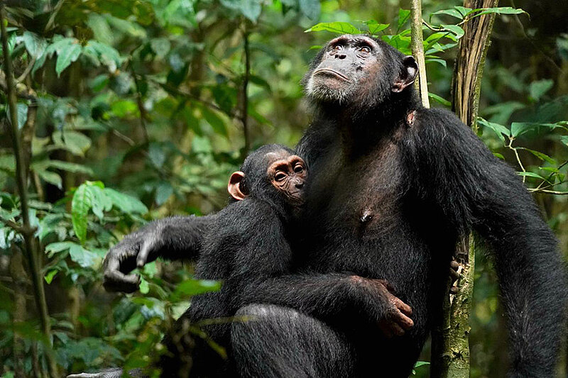 Como en los humanos: identifican tipos de apego en crías de chimpancé en libertad