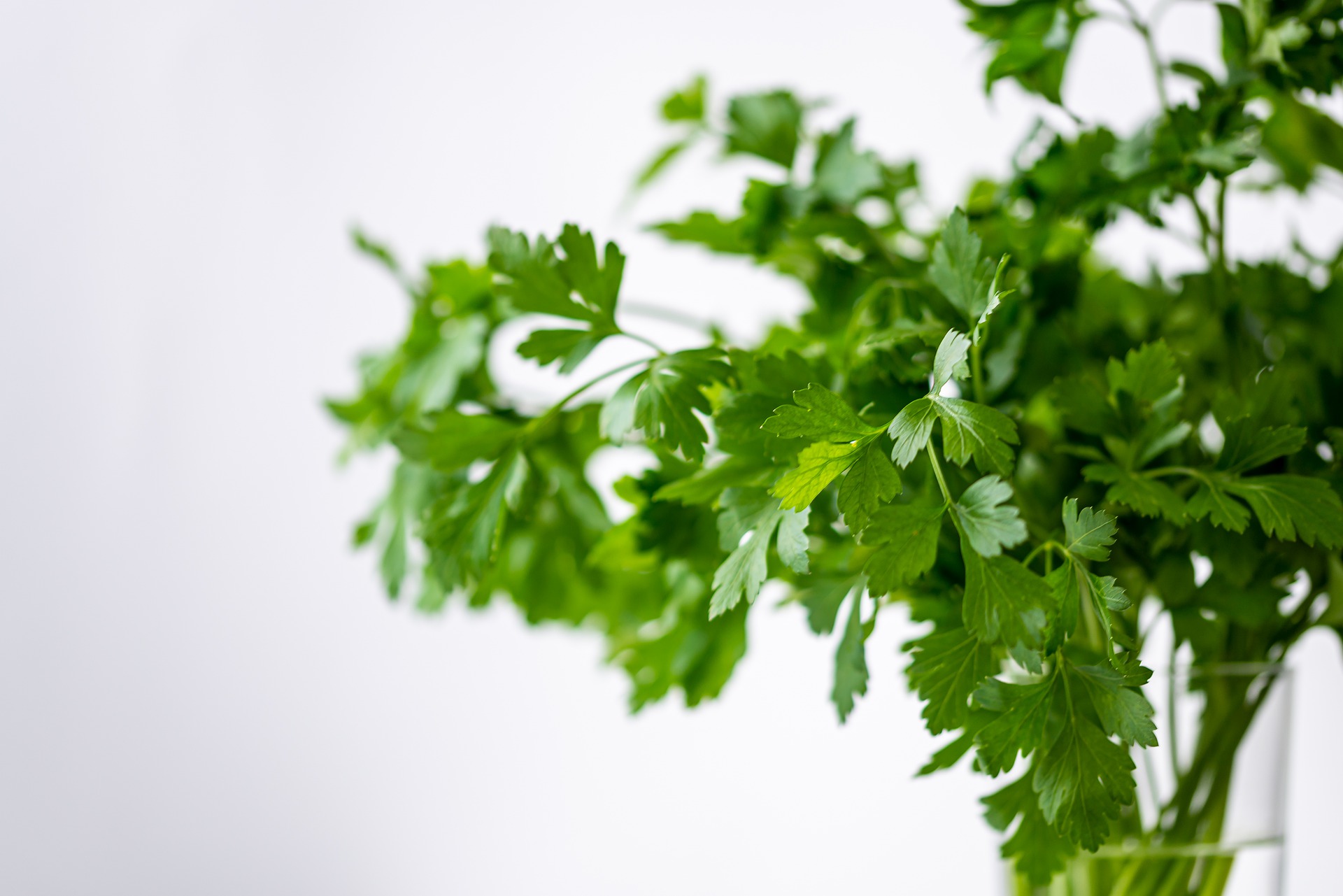 ¿Para que sirve comer perejil en ayunas? Estos son algunos de sus beneficios