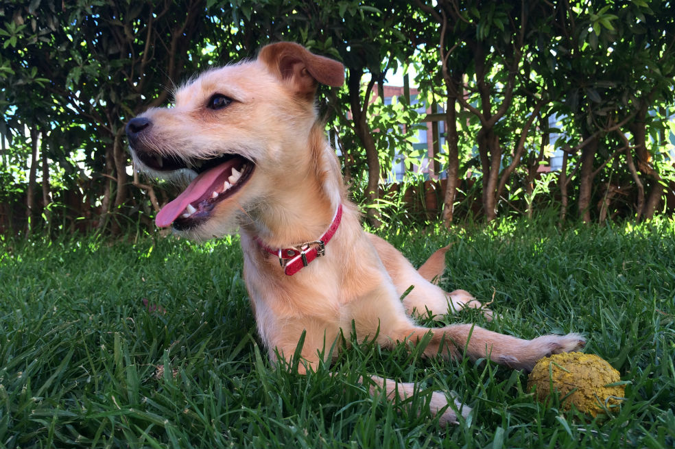 Agéndese, este sábado hay jornada de adopción de mascotas en Bogotá