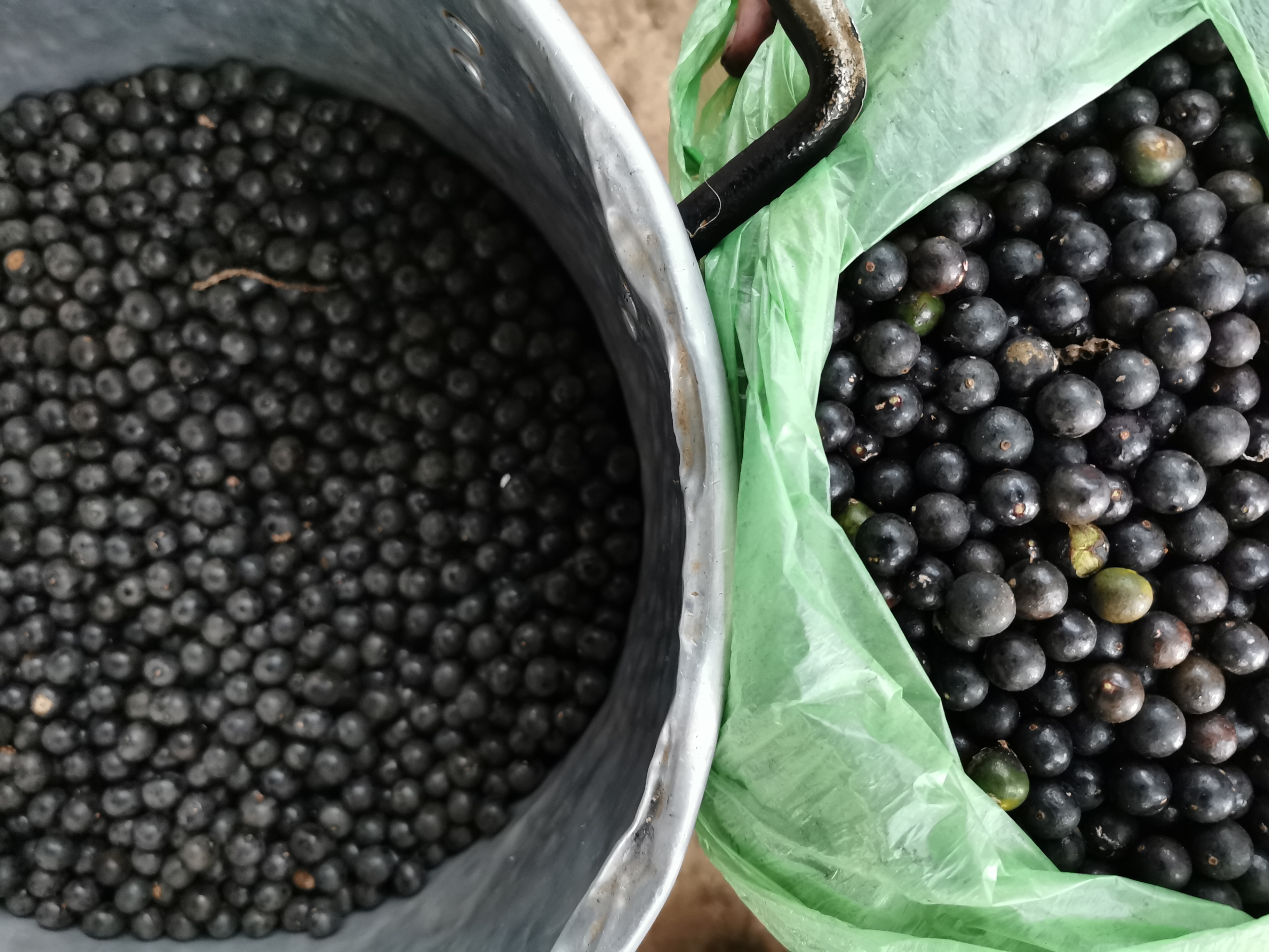 El asaí se consigue en bogotá entre $25.000 y $40.000 el kilo, sin embargo, gracias al proyecto de Sangari, los indígenas lo venden cerca a los $10.000 el kilo y el 70% de los cuales es ganancia para ellos.