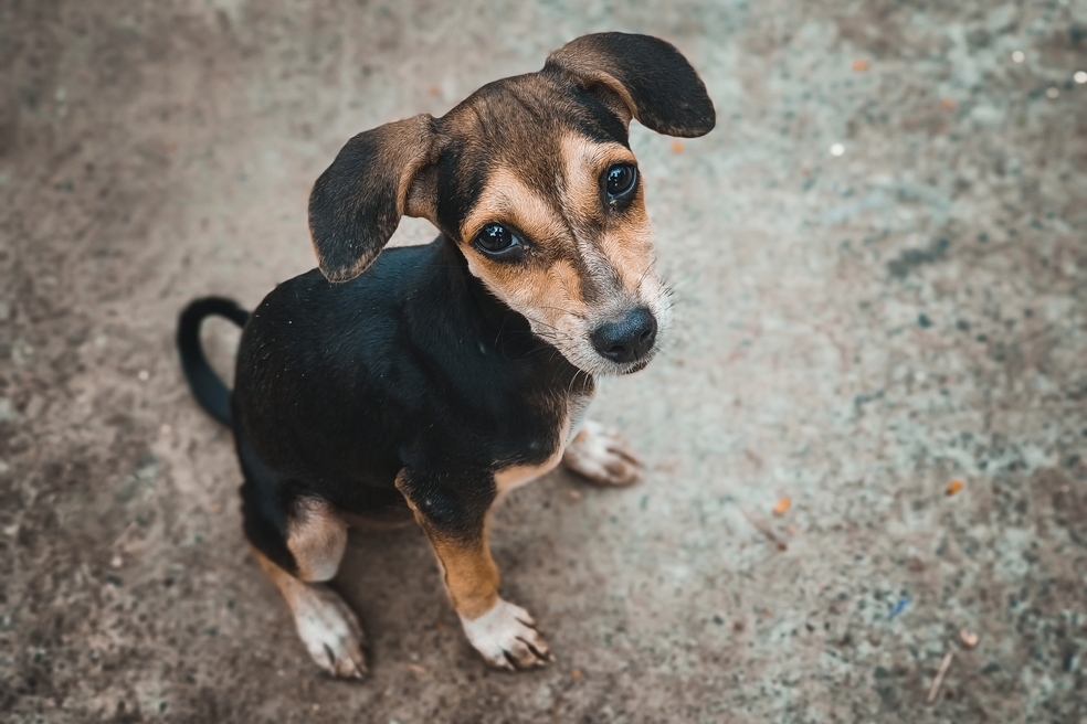 Compañía donará 500 suscripciones de atención veterinaria web durante un año