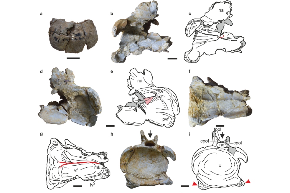 Encuentran al dinosaurio herbívoro más antiguo del mundo. Tiene 167 millones de años