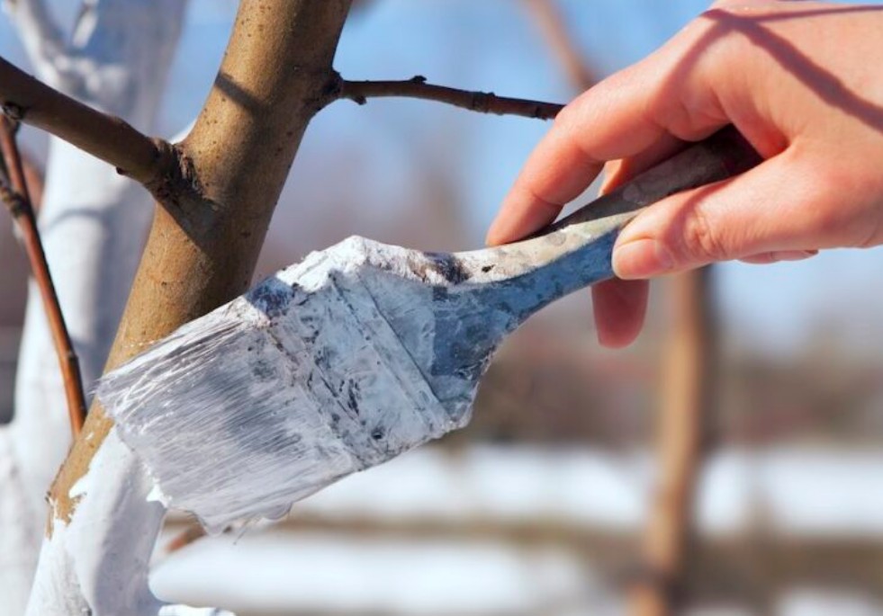 ¿Por qué pintan los troncos de los árboles de blanco?