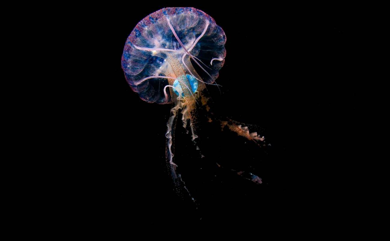 Por primera vez fotografían a una medusa ingiriendo plástico en el océano Atlántico