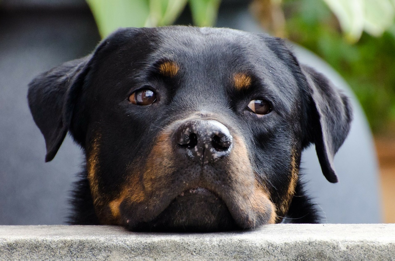 «Candela», la perrita que sobrevivió siete años en una terraza comiendo pan duro