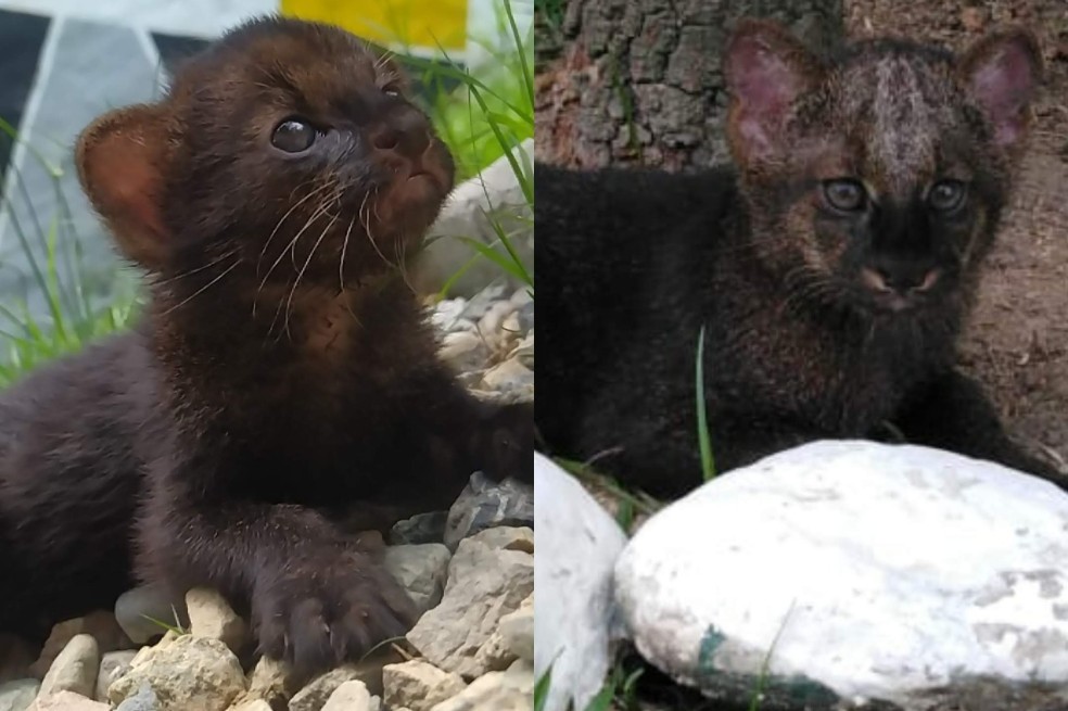 Así se está rehabilitando un cachorro de puma yaguarundí