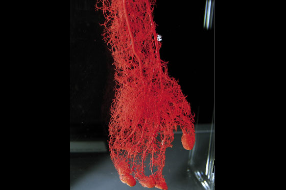 Exposición de la anatomía humana