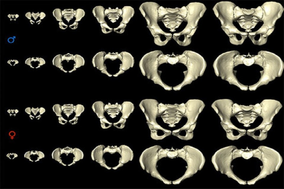 Así cambia la pelvis femenina durante los años para facilitar el parto