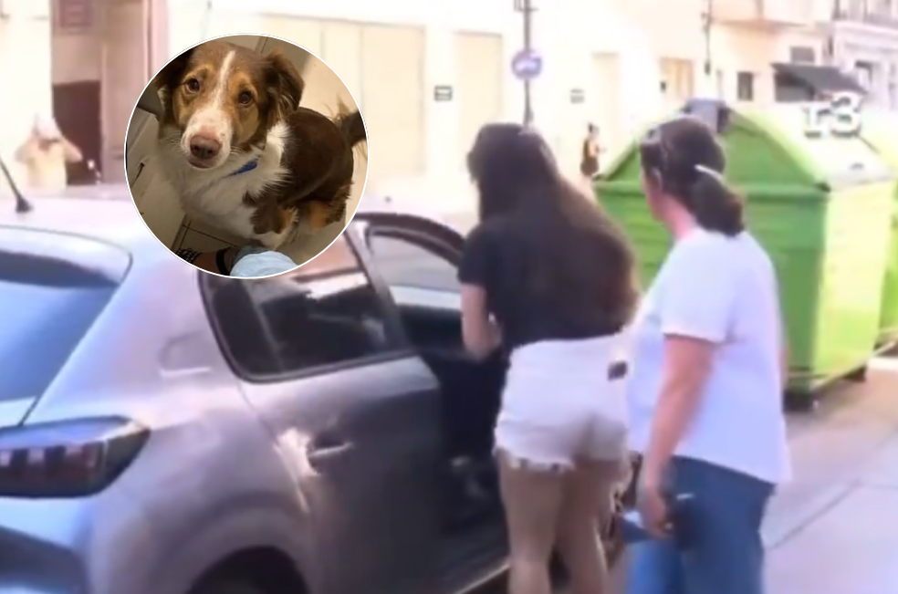 Perro muere luego de que su dueña lo dejara encerrado en el carro por siete horas