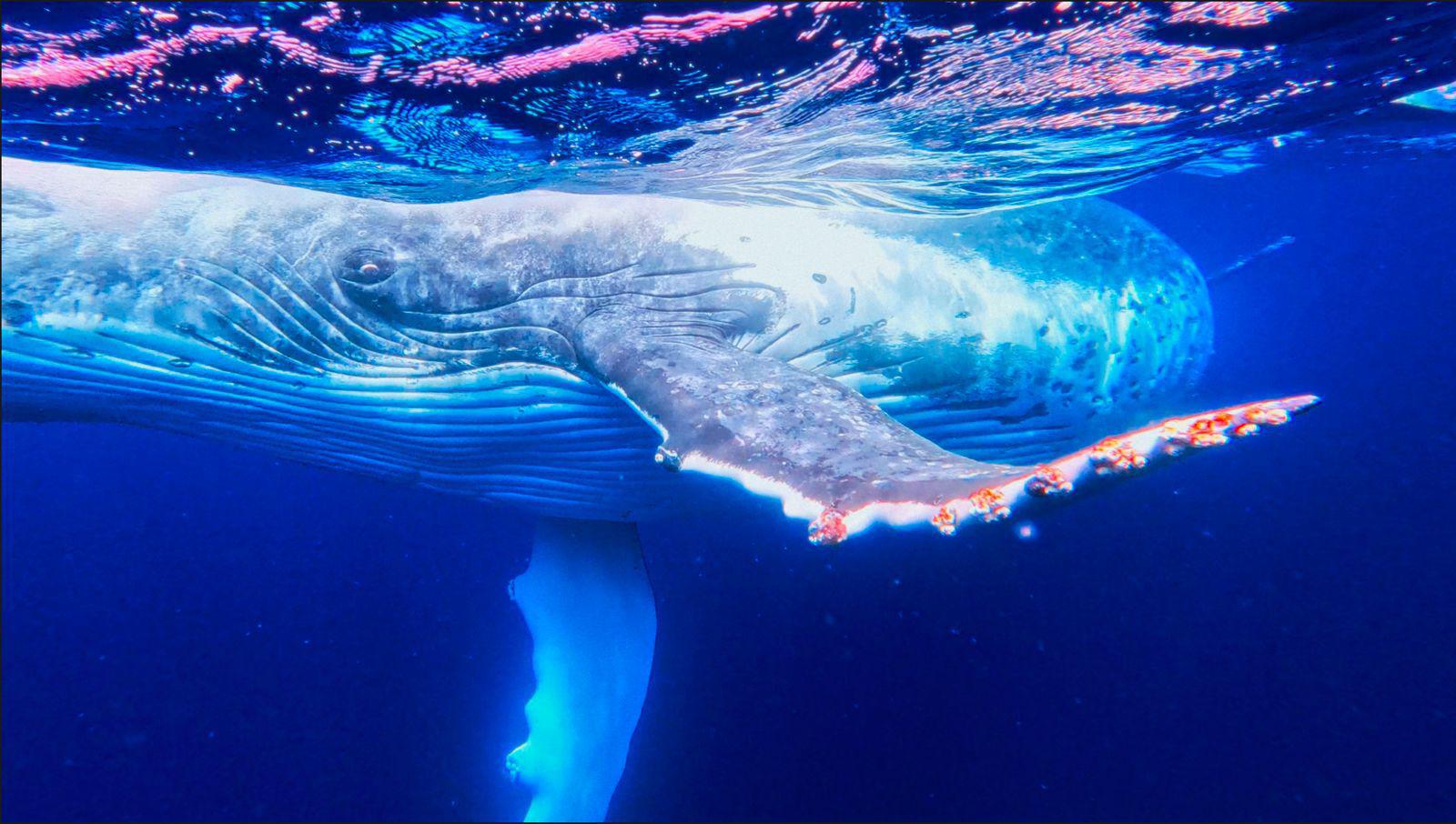 La experiencia de nadar con ballenas en “Gigantes del Pacífico”