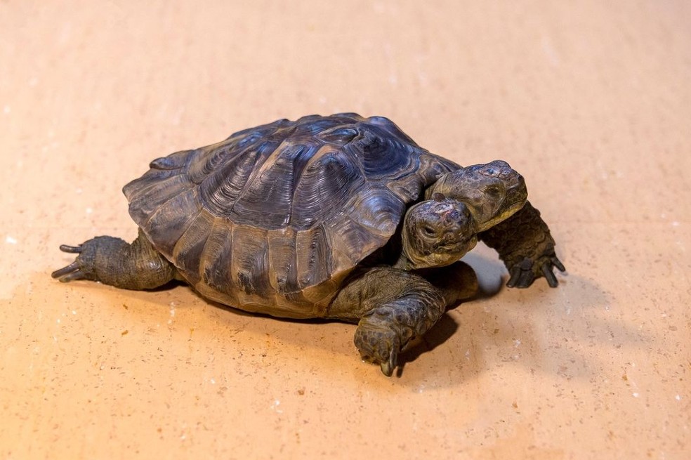 A Janus, la tortuga de dos cabezas más longeva del mundo, la cuida una colombiana
