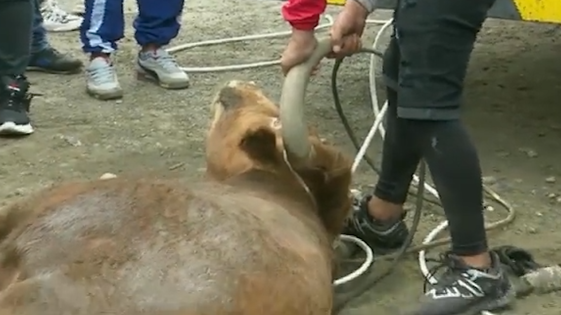 Toro escapa de un camión y embiste tiendas en Lima, Perú
