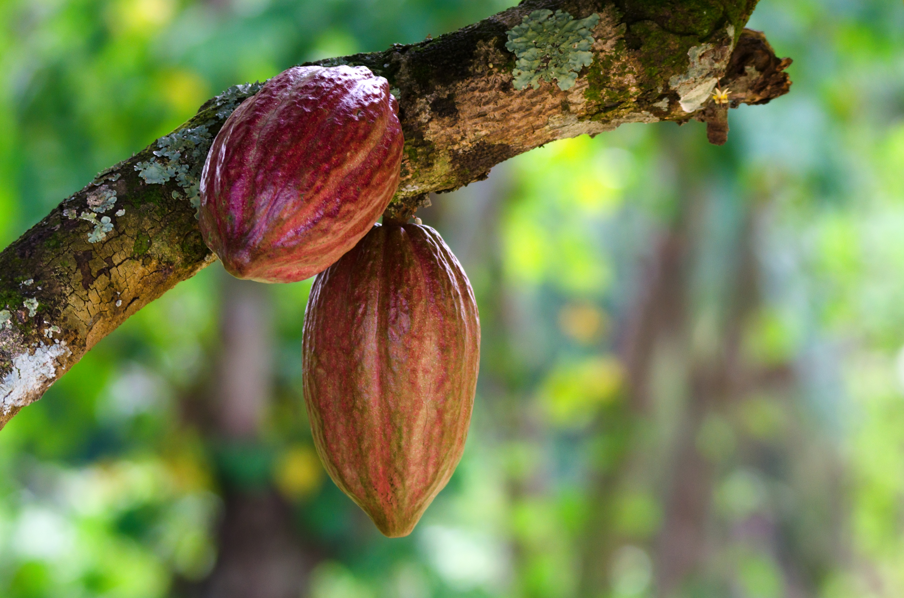 Minagricultura anuncia plan de renovación de 10.000 hectáreas de cacao