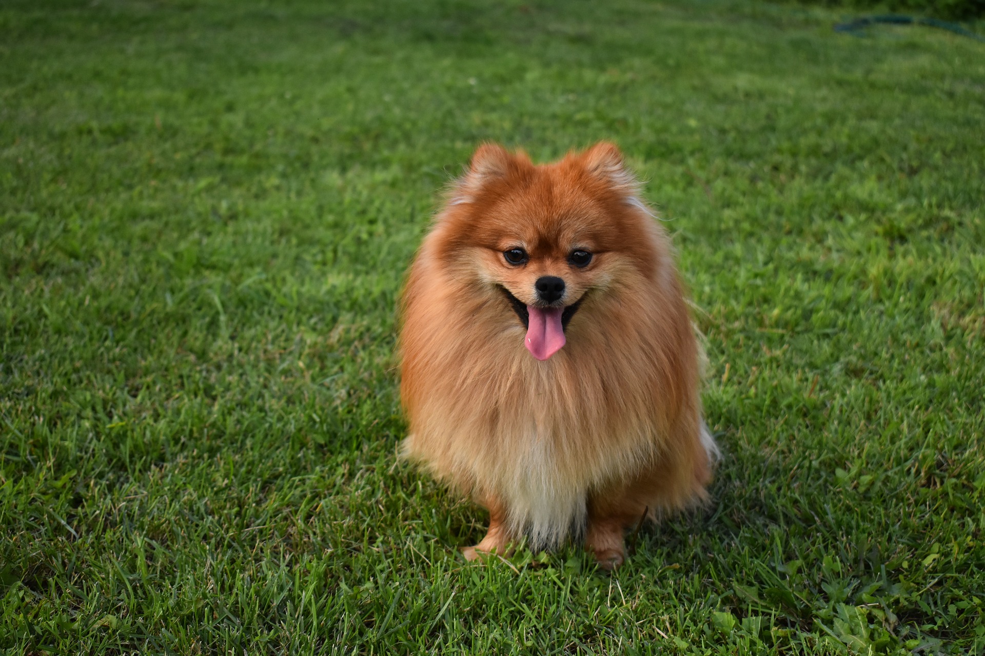 Pomerania: curiosidades, características y datos sobre esta raza de perros