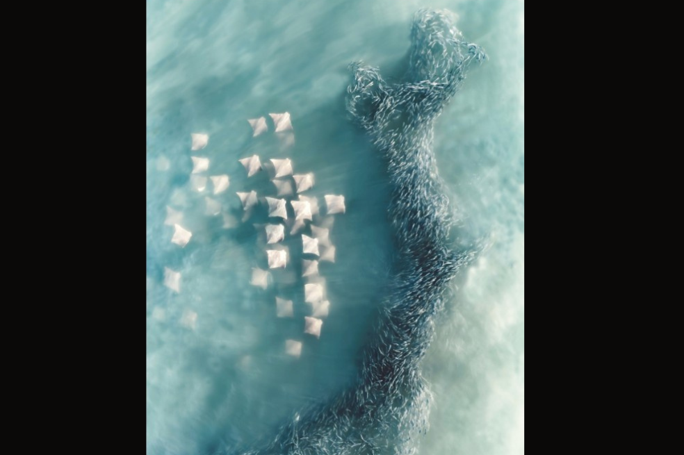 En "Fondo", la imagen ganadora es "Otro mundo" de Joanna Steidle. Allí se observa a un grupo de rayas nariz de vaca dividiendo un banco de sardinas.
