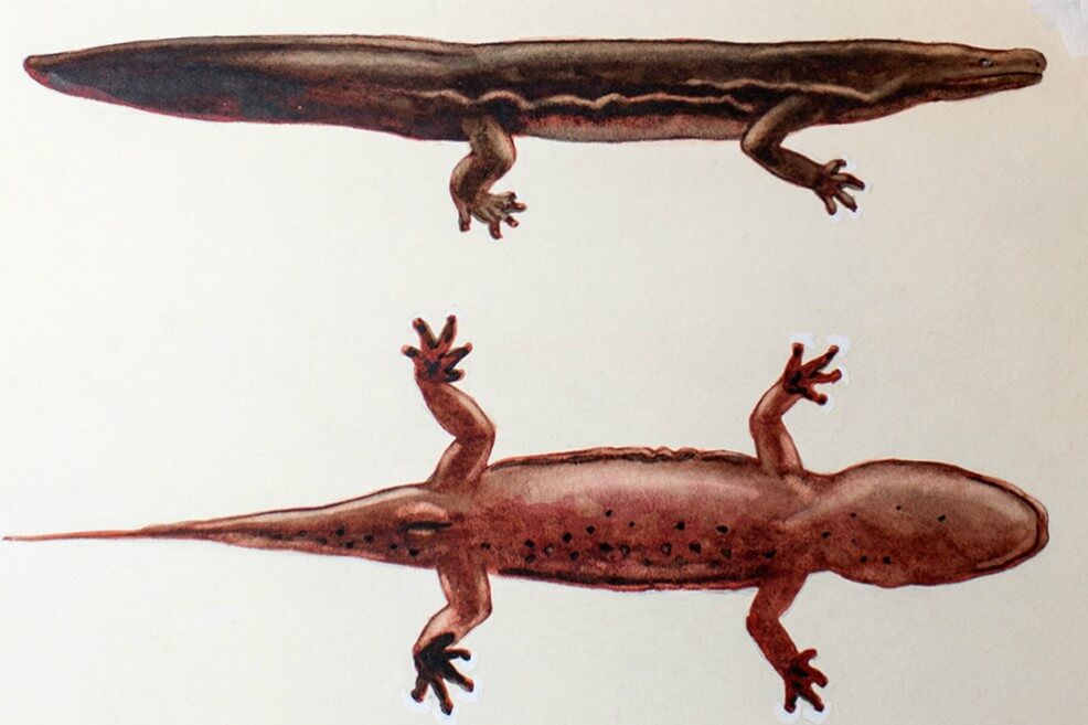 Una nueva salamandra gigante es el anfibio más grande del mundo