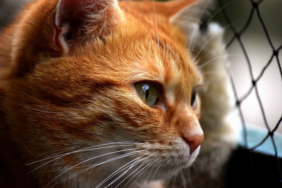 Fiscalía venezolana investigará a futbolistas de ese país que maltrataron a un gato