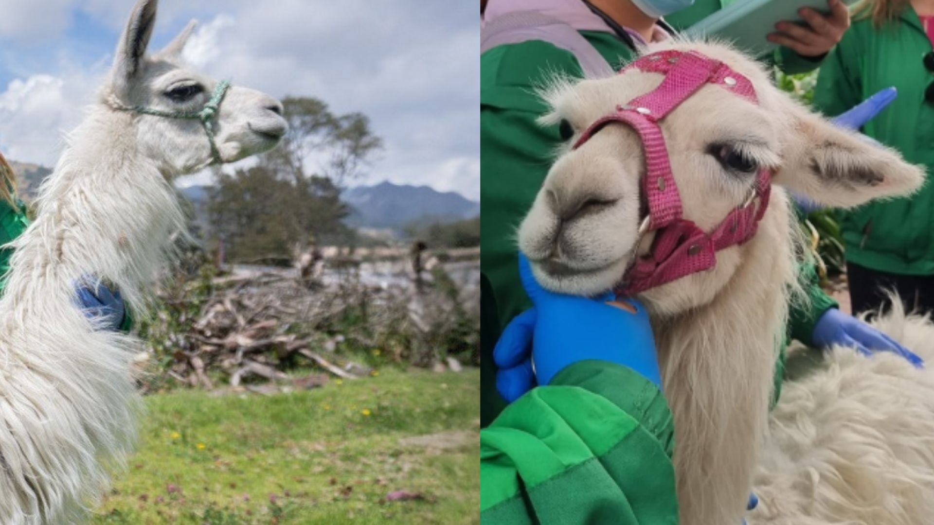 Así evolucionan Luna y Princesa, las llamas decomisadas en el centro de Bogotá
