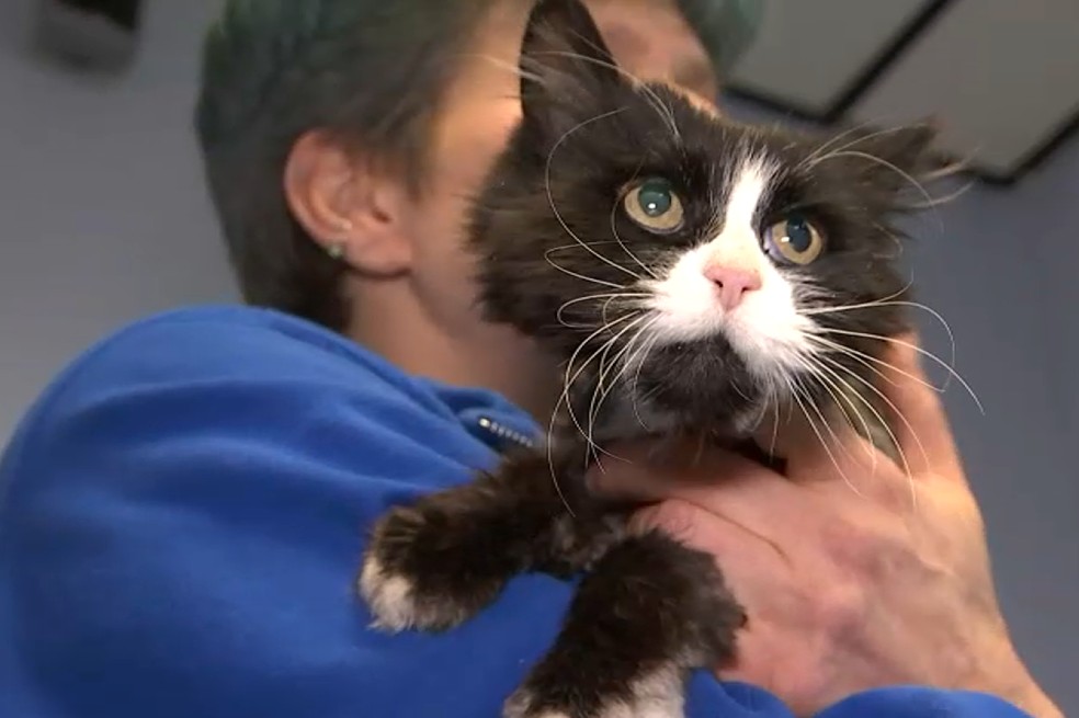 ¡Milagro de Navidad! Gata se reencontró con su familia después de 10 años.