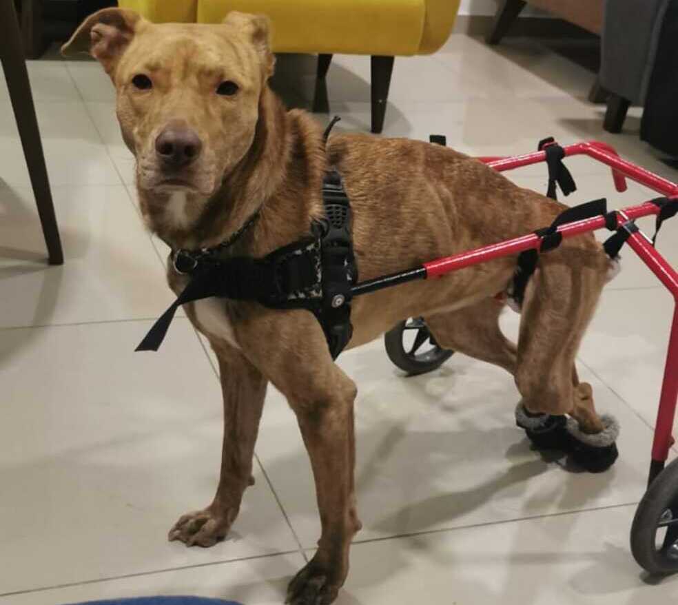 Morita perdió la movilidad en sus patas traseras a raíz de un accidente.