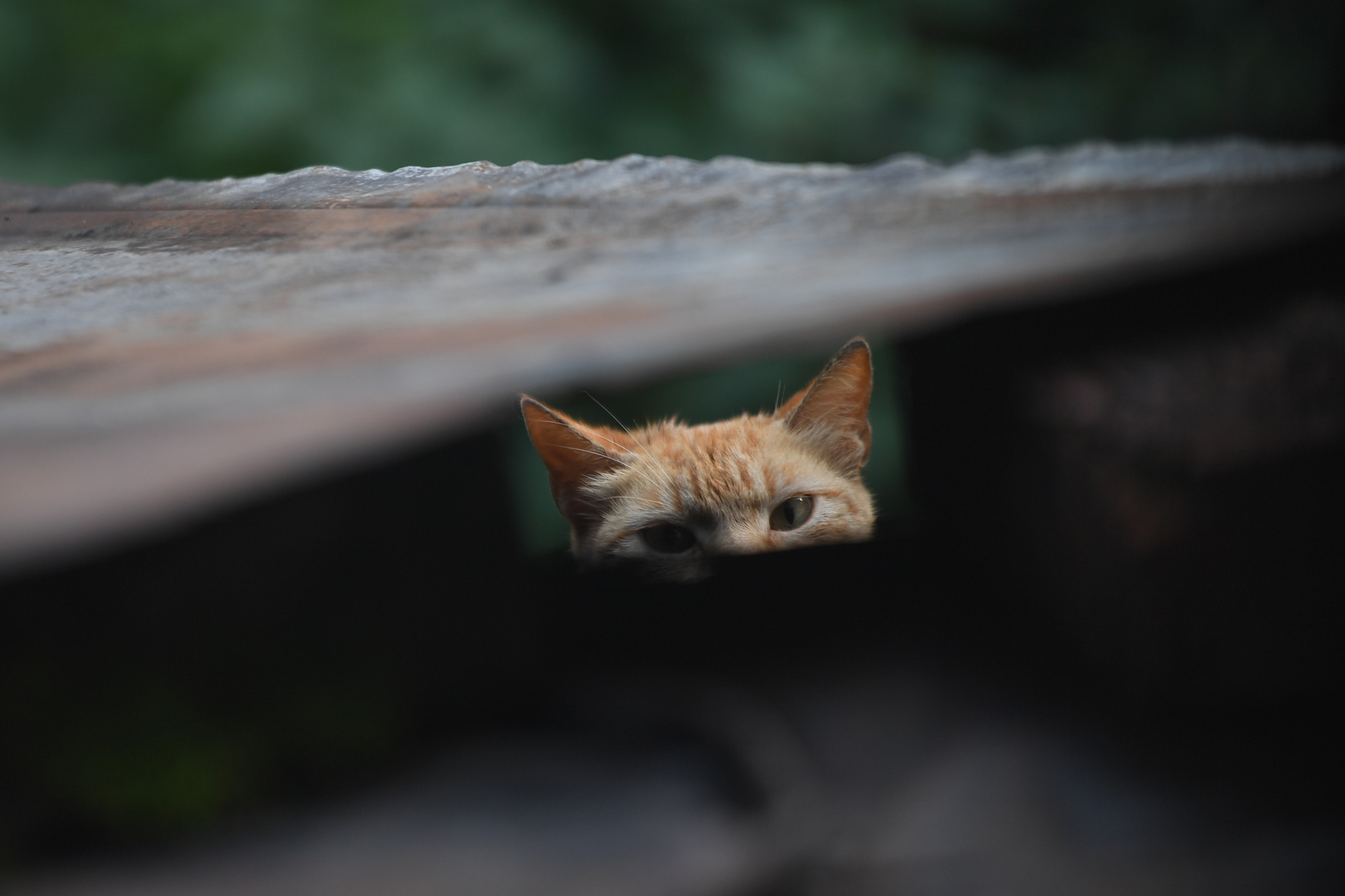 Hallan más de 20 gatos en mal estado en una vivienda abandonada de Cali