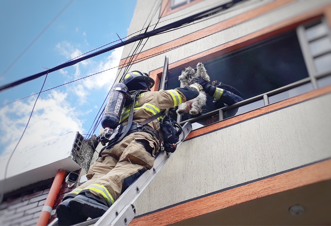 Los Bomberos de Bogotá que arriesgan su vida salvando animales en emergencias de la ciudad