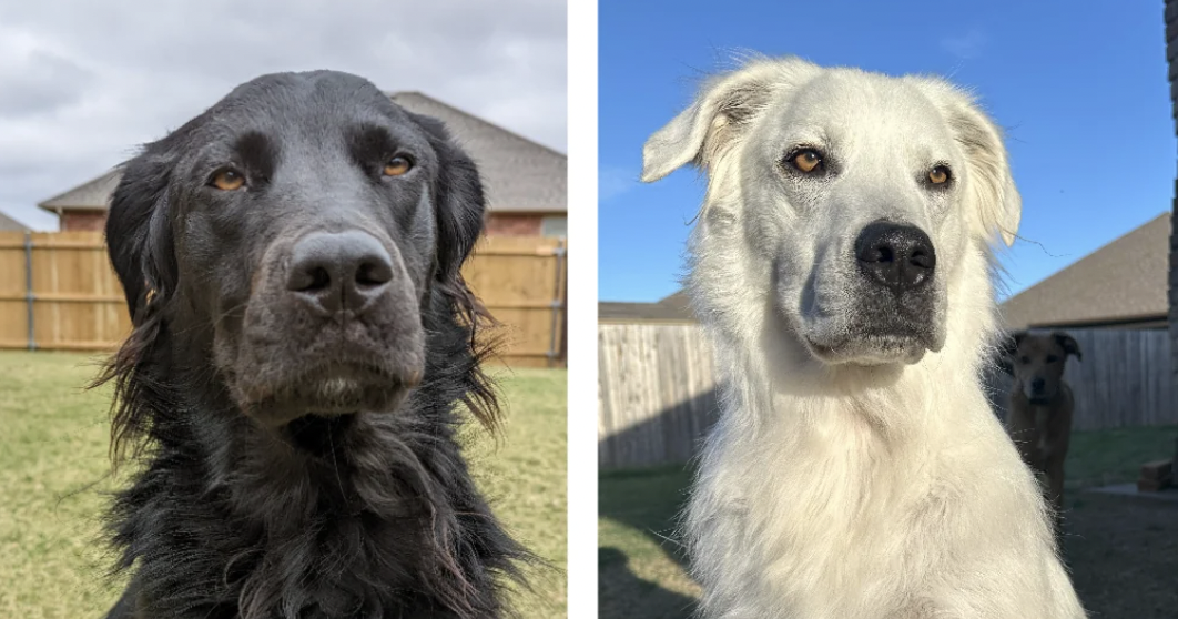 Un perro pasó de ser de color negro a blanco por una enfermedad: ¿de qué se trata?