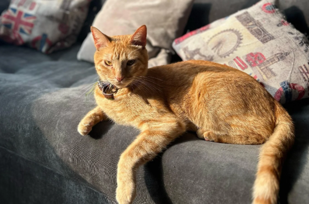 Rescatan a gato que duro 46 horas atrapado en la cima de un árbol: así lo salvaron