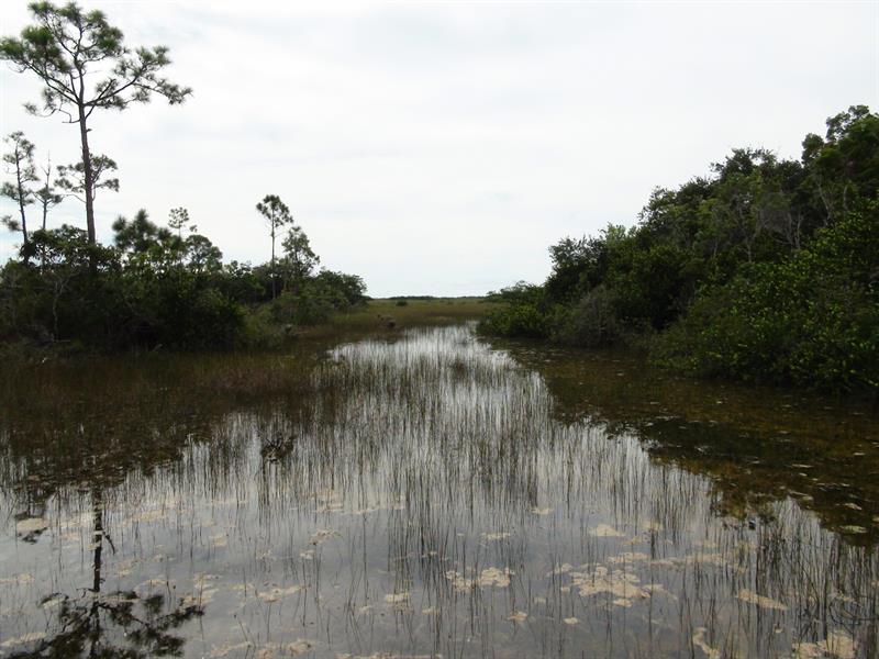 Los Everglades: «zona cero» contra el cambio climático
