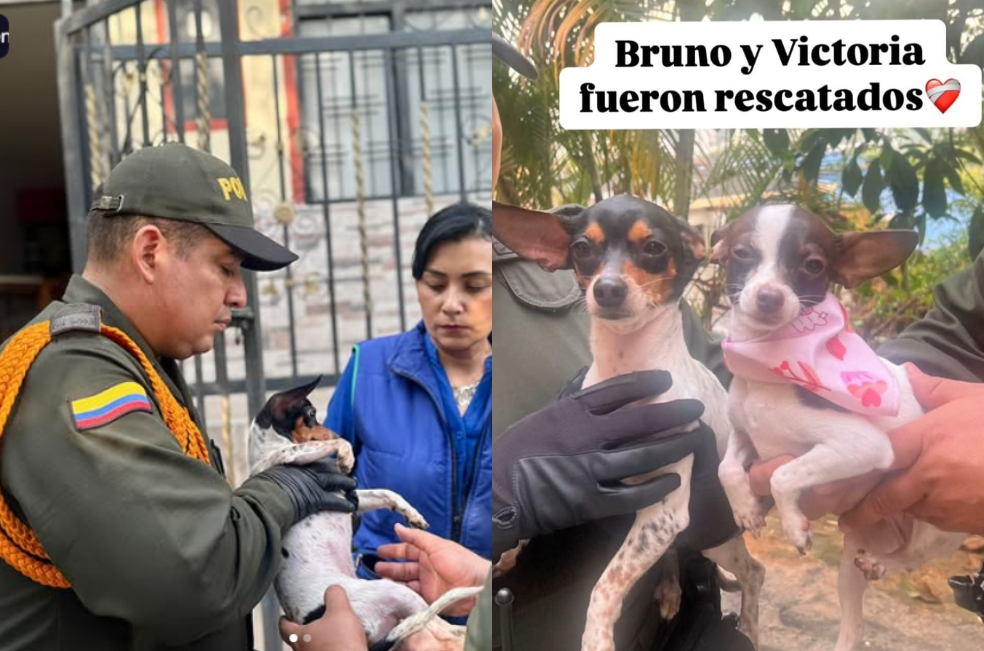 Video viral lleva al rescate de dos perritos maltratados en Santander