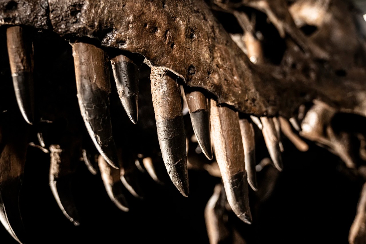 El negocio millonario de los fósiles de dinosaurios reduce su acceso a la ciencia