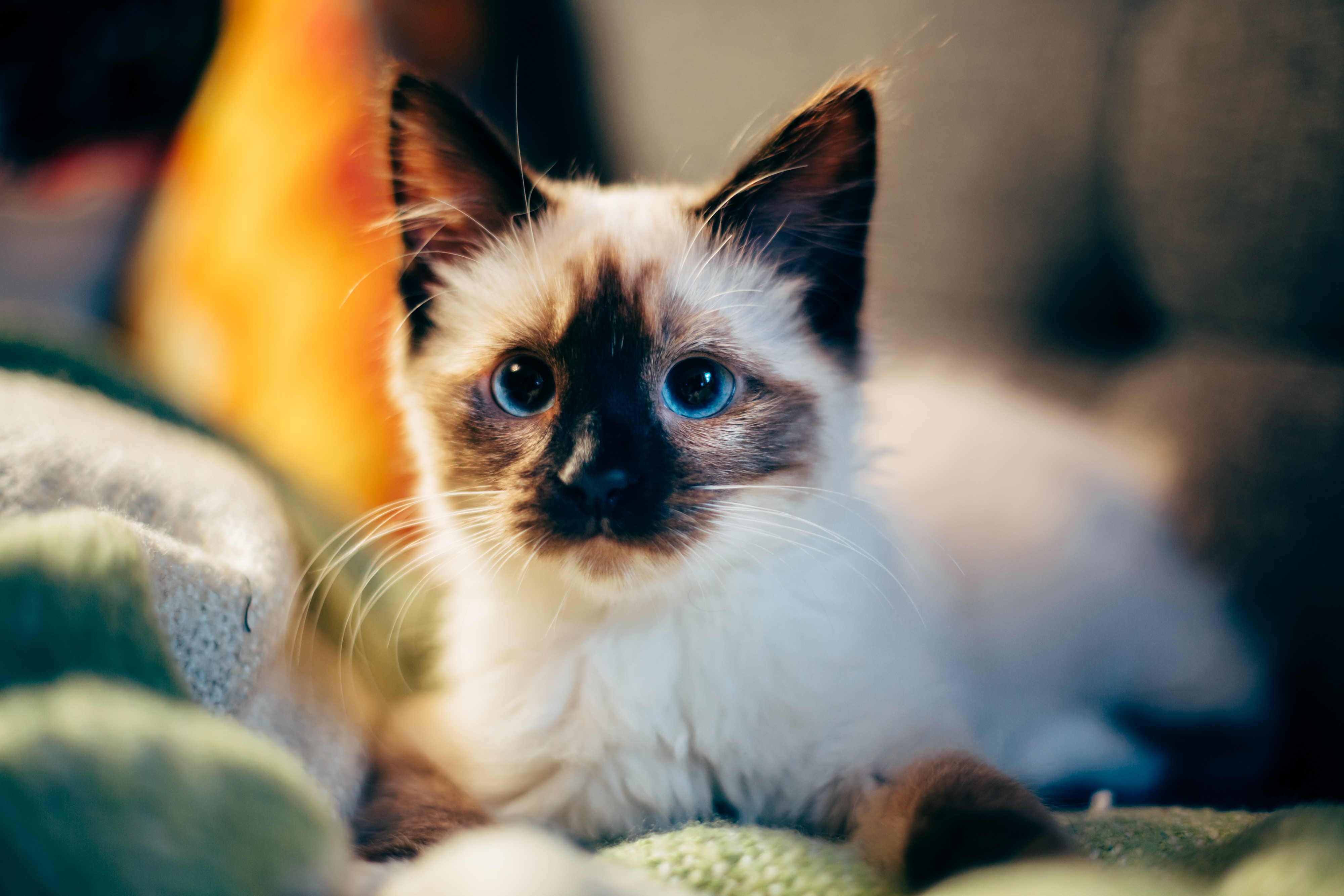 Cosas que no nos dicen sobre tener un gato en casa