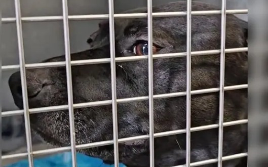 Sora, perrita que pasó 900 días en un refugio, fue adoptada y devuelta en un día
